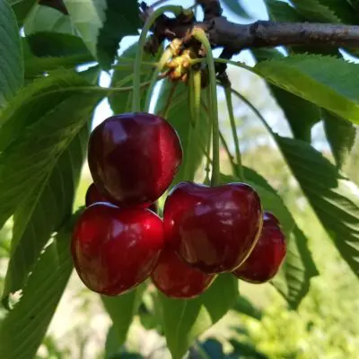 Romeo Bush Cherry