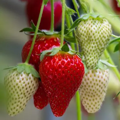 Summer Breeze Cherry Blossom Strawberry