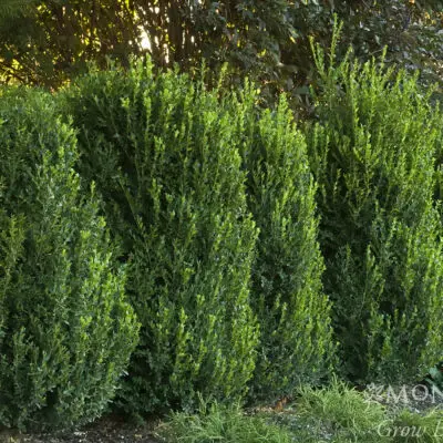 Green Mountain Boxwood