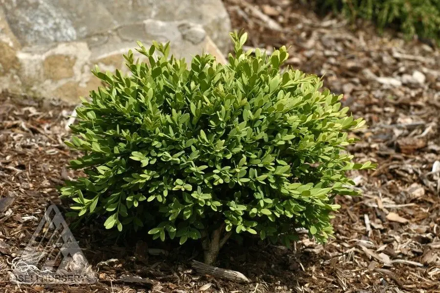 Mount Bruno Boxwood