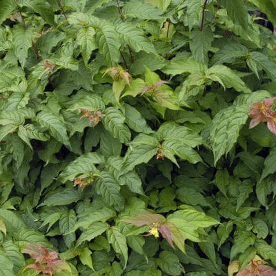 Dwarf Bush Honeysuckle