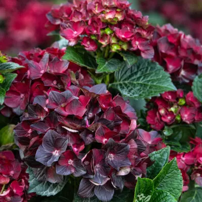 Centennial Ruby Hydrangea