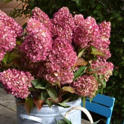 Dragon Baby Hardy Hydrangea
