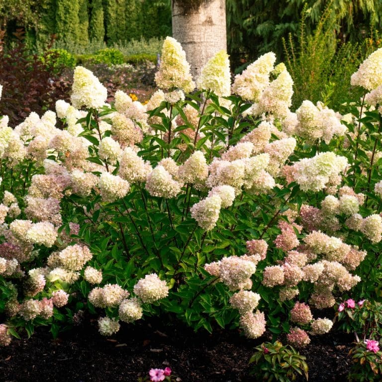 Dragon Baby Hardy Hydrangea - Image 3