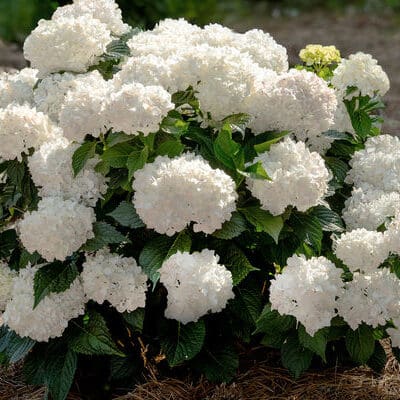 Endless Summer DreamCloud Reblooming Hydrangea
