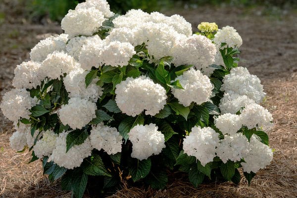 Endless Summer DreamCloud Reblooming Hydrangea