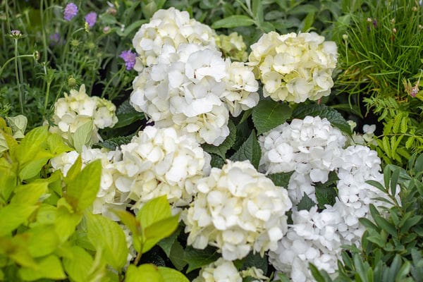 Endless Summer DreamCloud Reblooming Hydrangea - Image 2