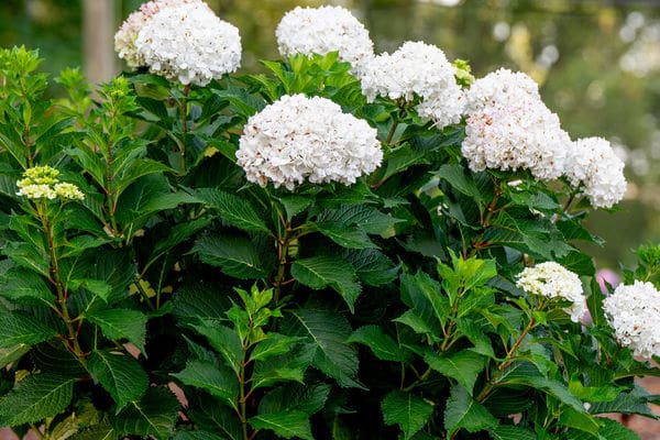 Endless Summer DreamCloud Reblooming Hydrangea - Image 3