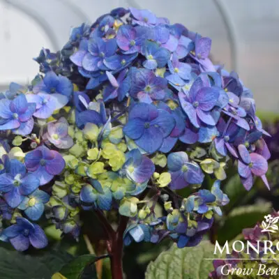 Seaside Serenade Pebble Beach Hydrangea