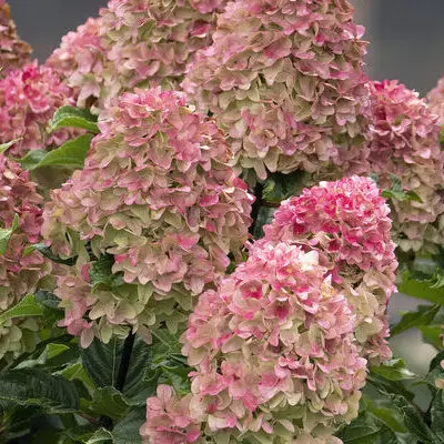 Spring Sizzle Panicle Hydrangea