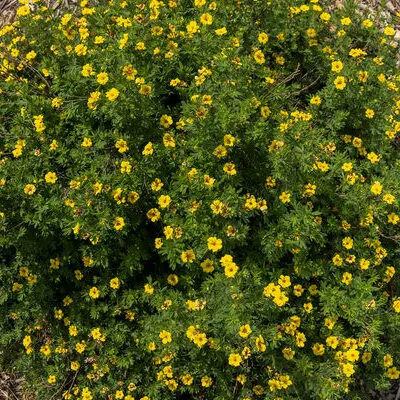 Pineapple Tart Potentilla