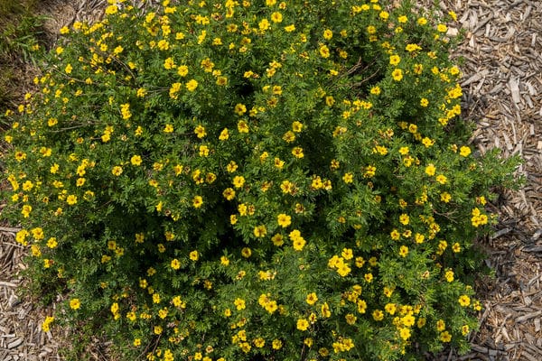 Pineapple Tart Potentilla