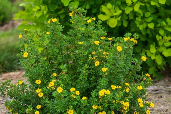 Pineapple Tart Potentilla - Image 2