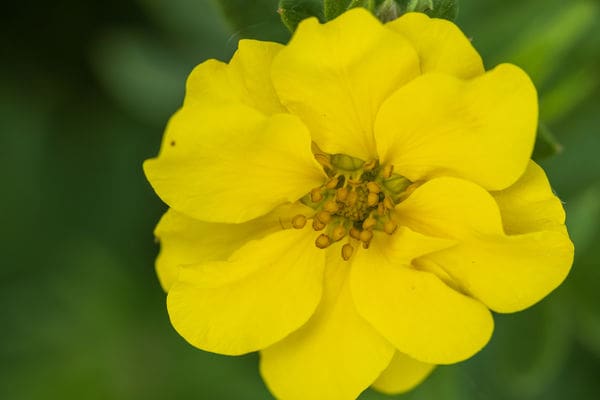 Pineapple Tart Potentilla - Image 3