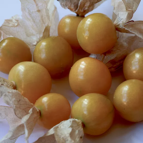 Little Lanterns Ground Cherry
