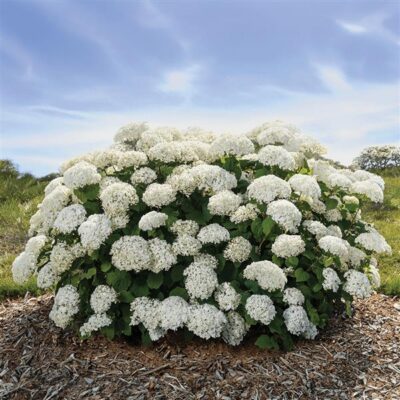 FlowerFull Smooth Hydrangea