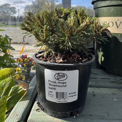 Slowmound Mugo Pine