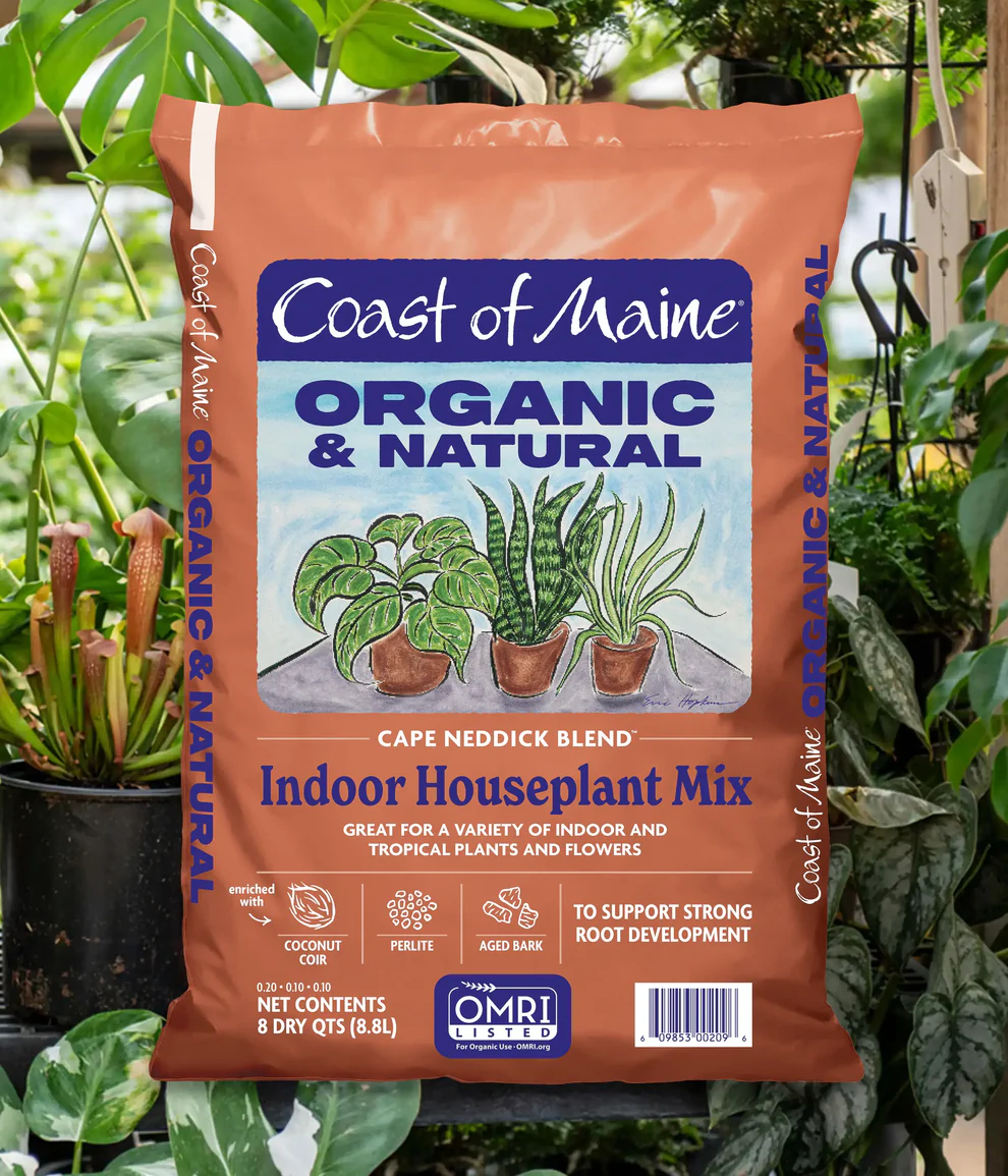 Coast of Maine Cape Neddick Blend Indoor Houseplant Mix - Image 2