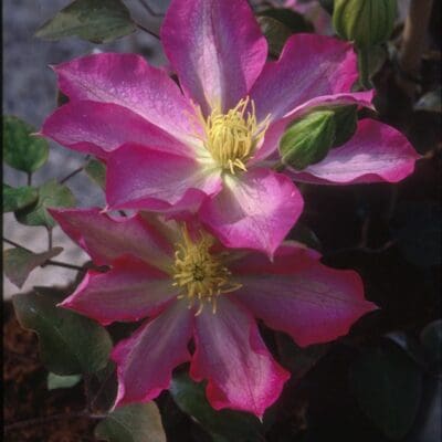 Asao Clematis