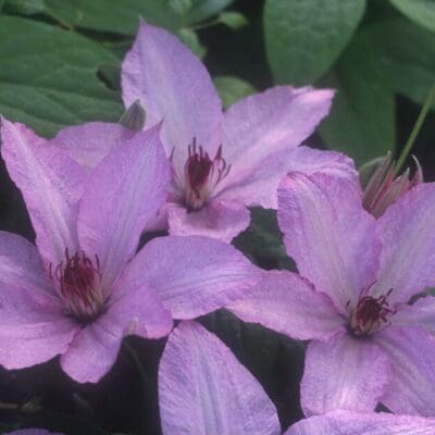Hagley Hybrid Clematis