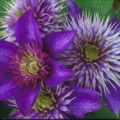 Multi-Blue Clematis