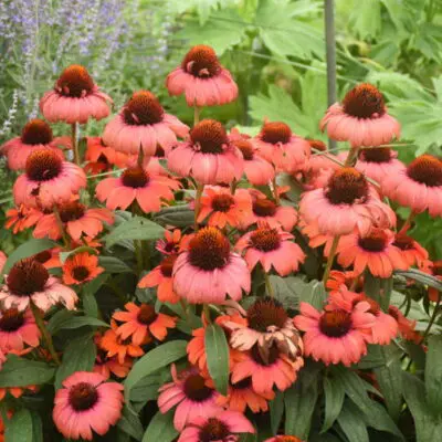 Eye-Catcher Tanager Coneflower