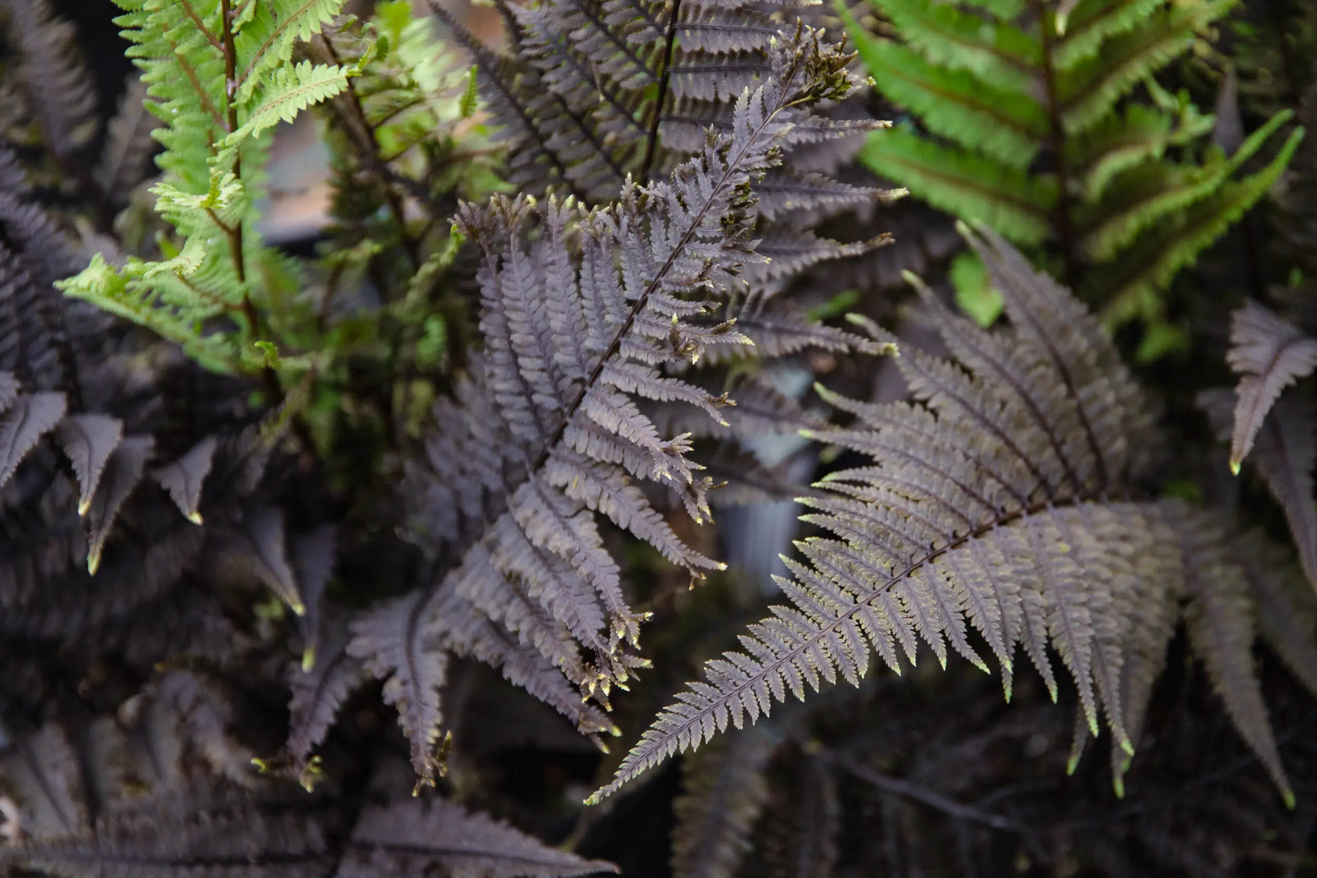 Aubergine Lady Fern