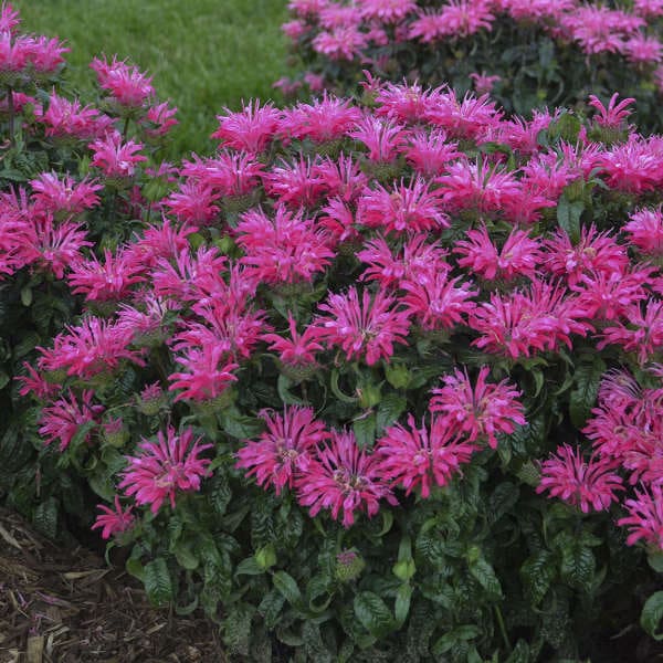 Electric Neon Pink Monarda