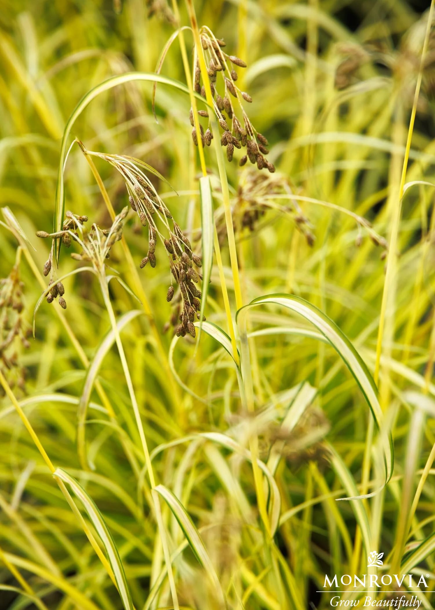 Stars and Stripes Bulrush