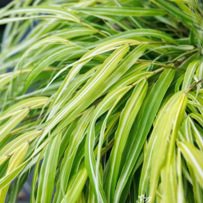 Stripe It Rich Japanese Forest Grass