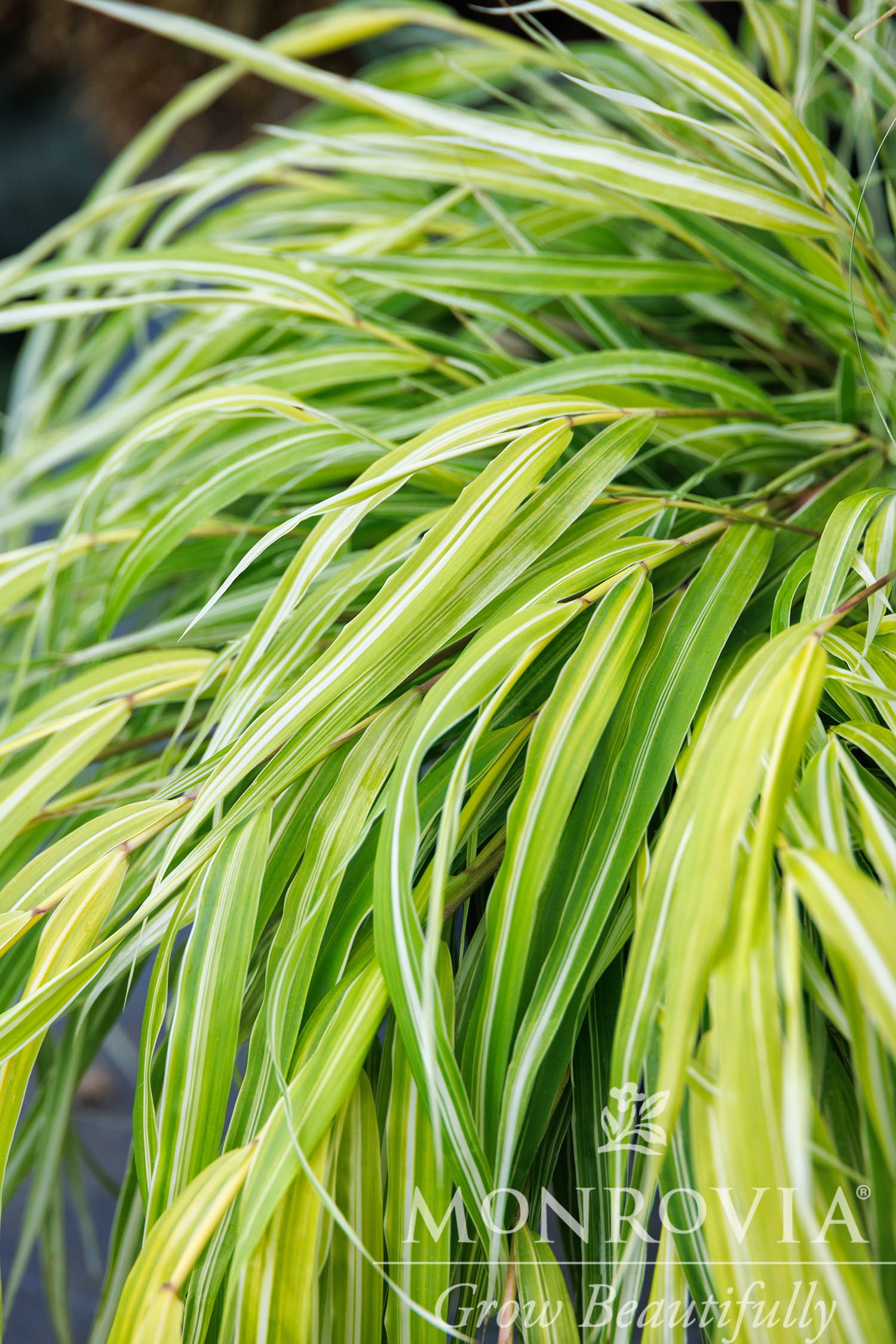 Stripe It Rich Japanese Forest Grass