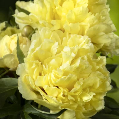 Duchesse de Lorraine Itoh Peony