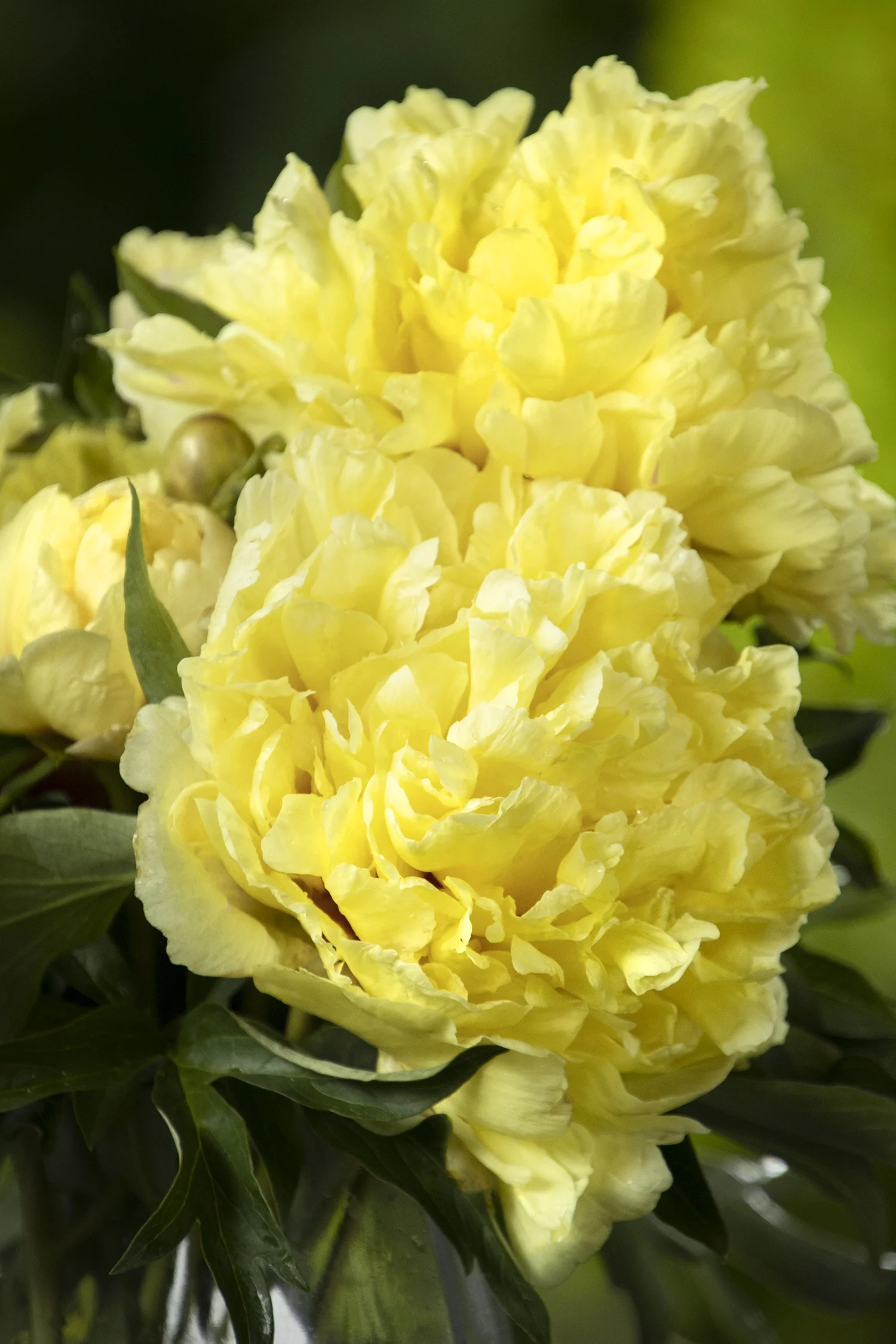 Duchesse de Lorraine Itoh Peony