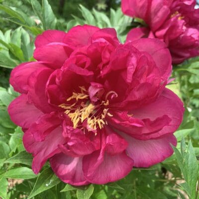 Garden Candy Candy Apple Itoh Peony