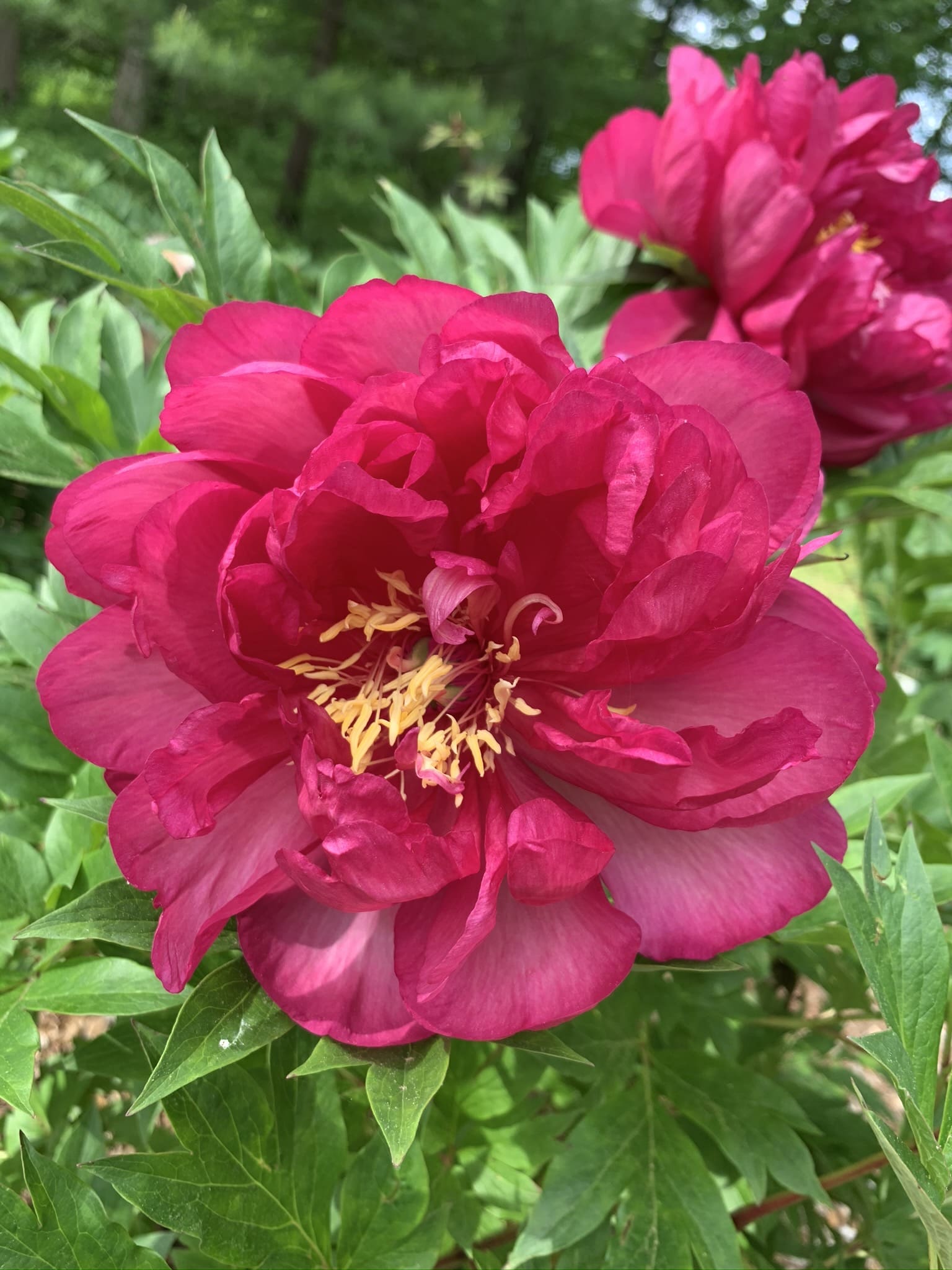 Garden Candy Candy Apple Itoh Peony