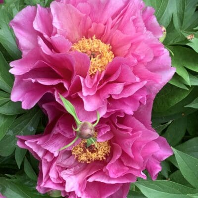 Garden Candy Evie Jane Itoh Peony