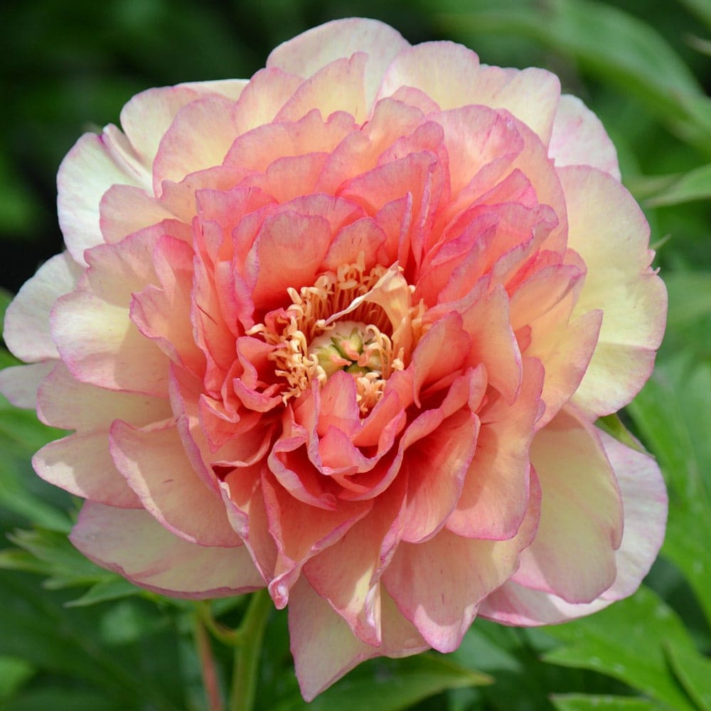 Scrumdidleumptious Itoh Peony