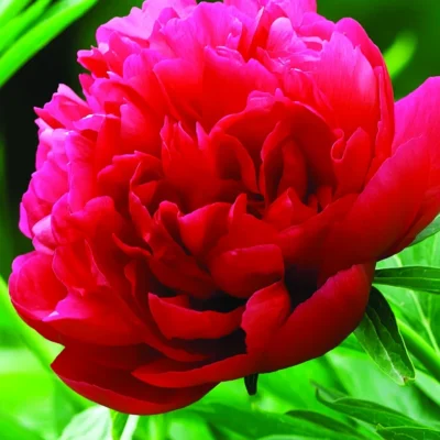 Lady in Red Peony