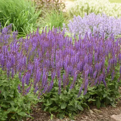 Violet Riot Salvia