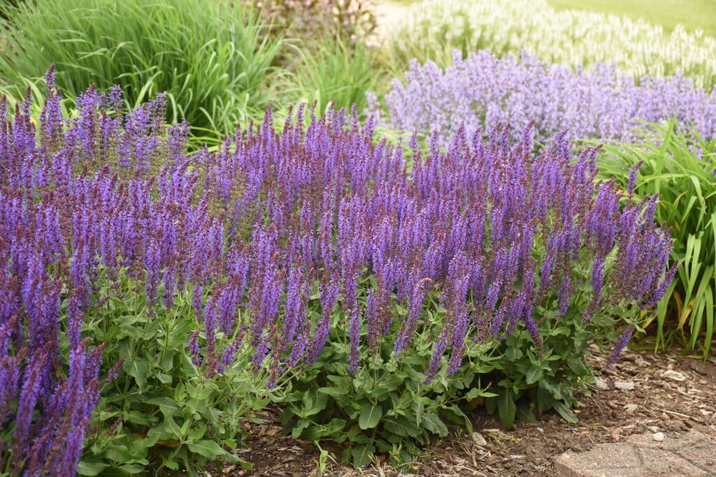 Violet Riot Salvia