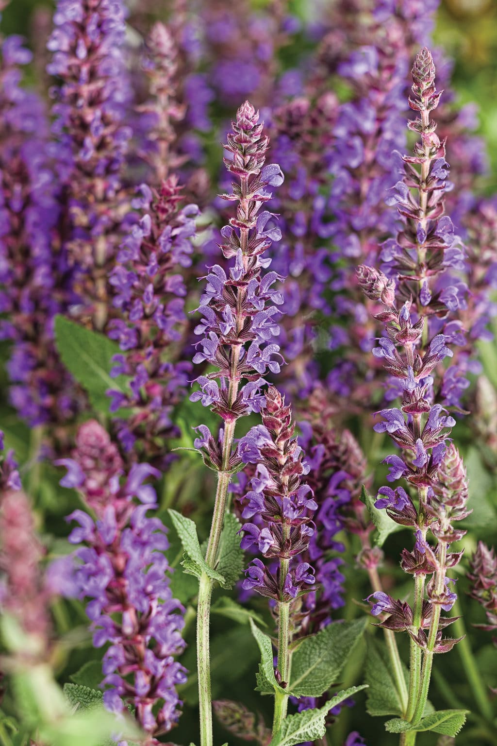 Violet Riot Salvia - Image 2