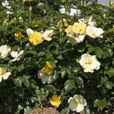 Easy Bee-zy Knock Out Rose