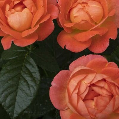 Orange Glow Knock Out Rose