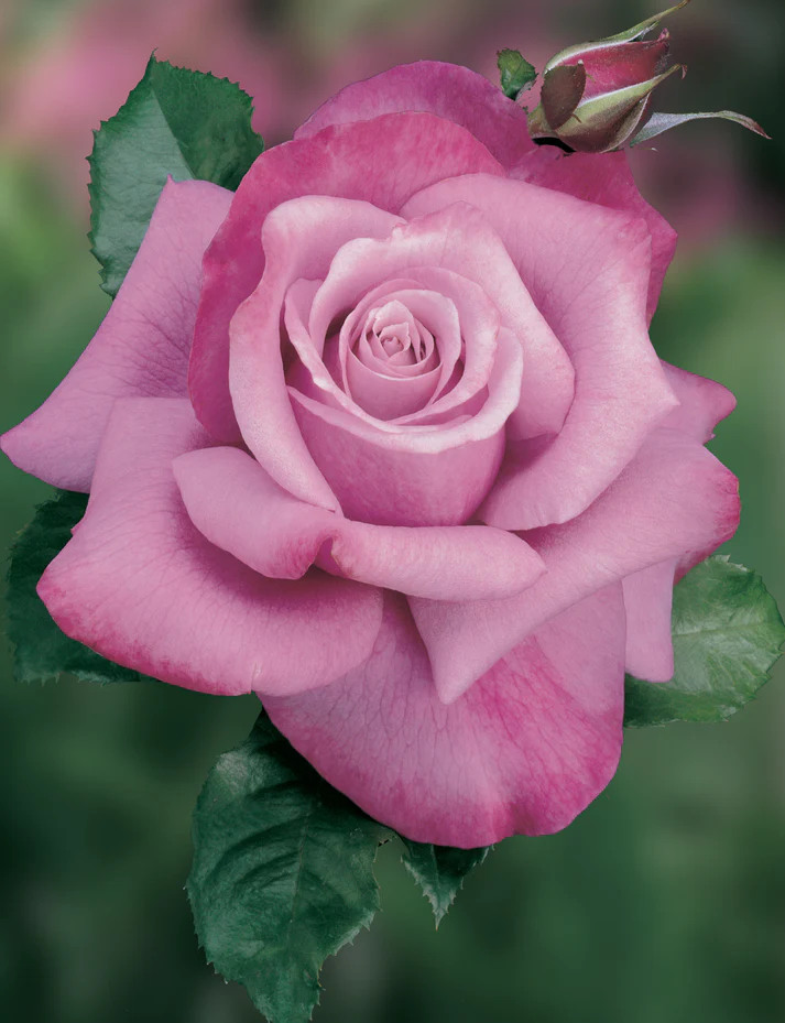 Barbra Streisand Hybrid Tea Rose