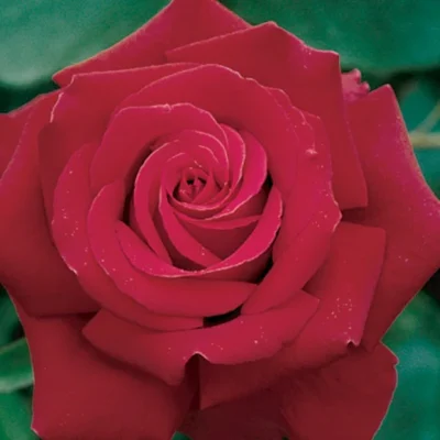 Firefighter Hybrid Tea Rose