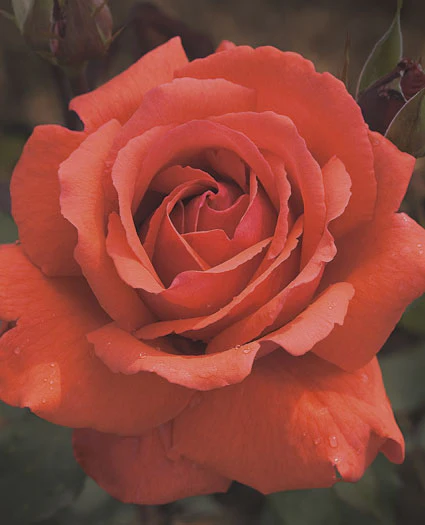 Fragrant Cloud Hybrid Tea Rose