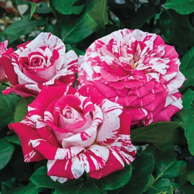 Neil Diamond Hybrid Tea Rose