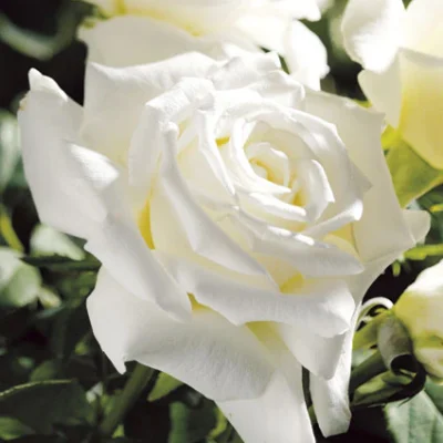 Pope John Paul II Hybrid Tea Rose