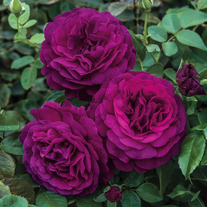 Twilight Zone Hybrid Tea Rose