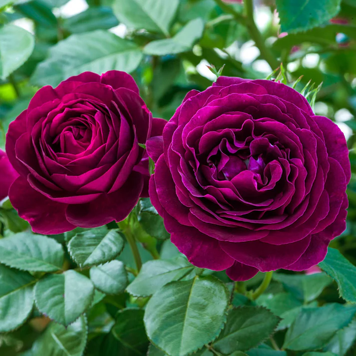 Twilight Zone Hybrid Tea Rose - Image 3